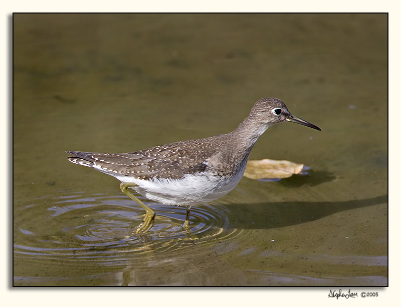 Solitary Sandpiper_P9E4884.jpg