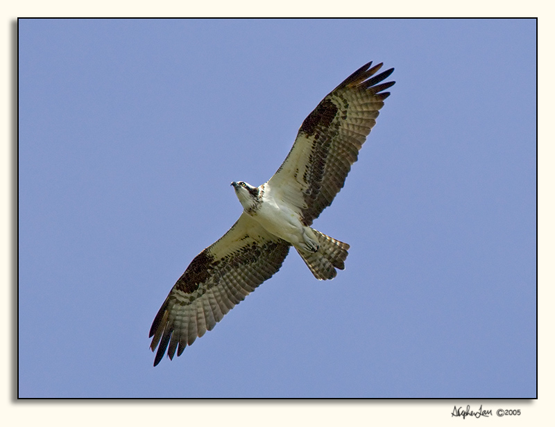 Osprey_P9E4927.jpg