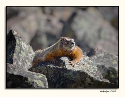 Yellow-bellied Marmot (_P9E9747.jpg)