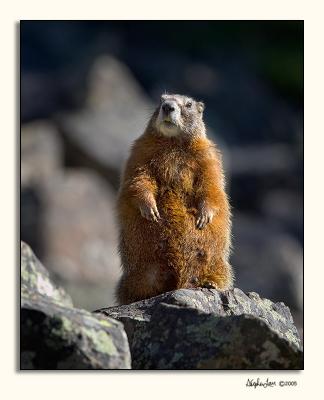 Yellow-bellied Marmot (_P9E9750.jpg)