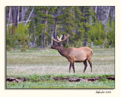 Elk (_P9E9761.jpg)