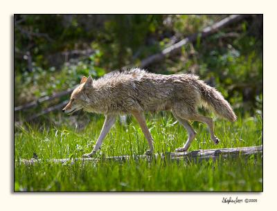 Coyote (_P9E9776.jpg)