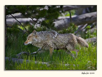 Coyote (_P9E9778.jpg)