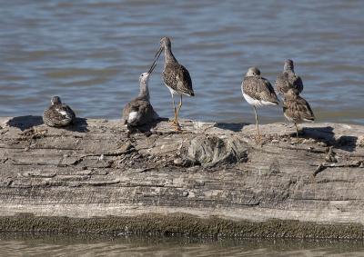 Spotted Sandpiper party
