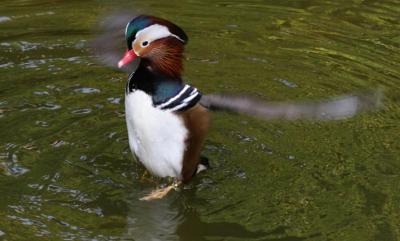 Mandarin Duck