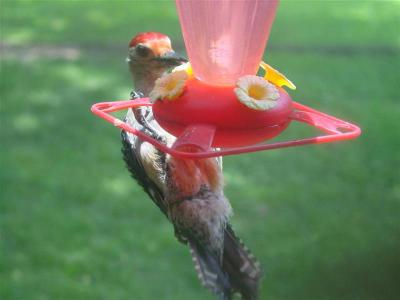 Woodpecker drinking from the Hummingbird Feeder