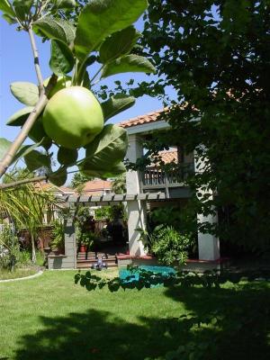 fruit ripening in the backyard