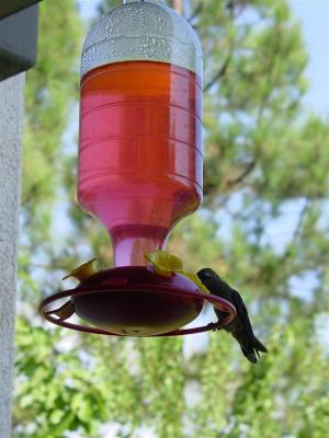 lots of hummingbirds