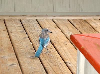 california blue jay