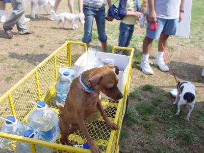 Water guard dog