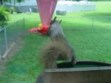 Squirrel stealing a sip from the Humming Bird feeder.