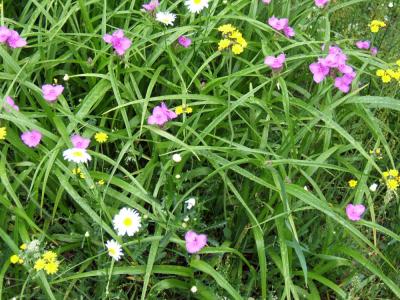 v3/80/278180/3/44685670.forPbasewildflowers.jpg