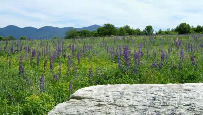 field of lupine.jpg