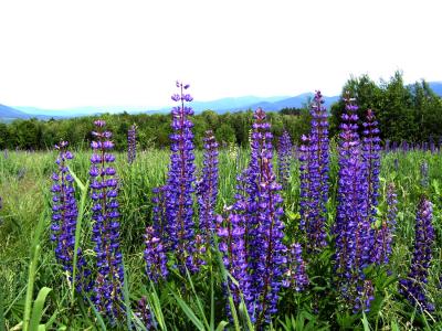 lupine clump.jpg