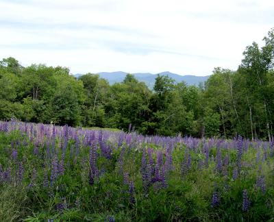 lupines and mountains v e.jpg