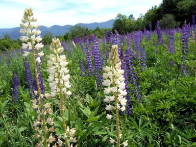 purple and white.jpg