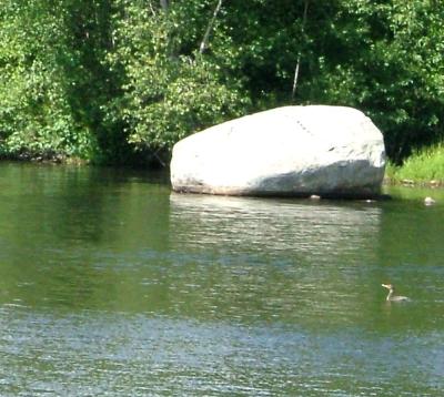 duck.jpg