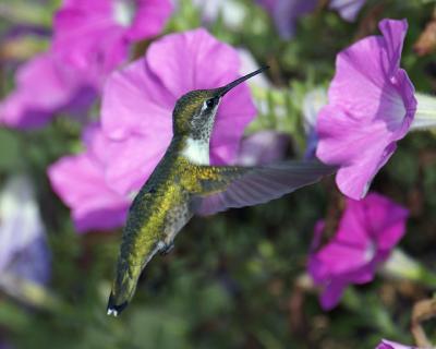 Humming Bird