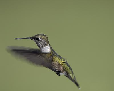 Humming Bird