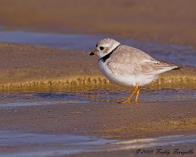 Ring Necked Plover