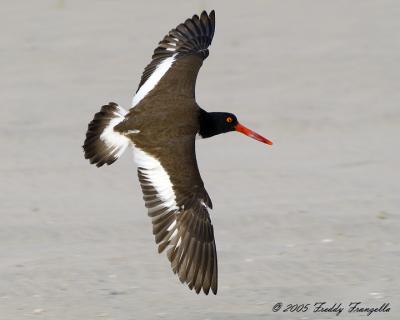 Oyster Catcher In Flight