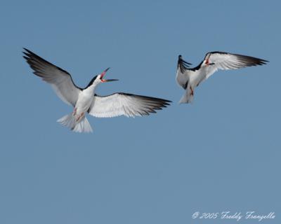 Skimmers  Doing Their Ritual