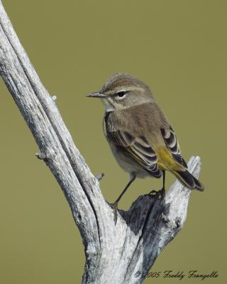 Palm Warbler