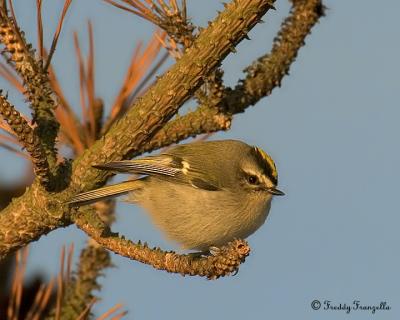 Yellow Crown Kinglet