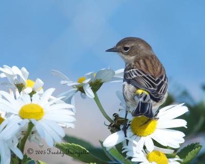 Yellow Rumped Warbler On The Daisys