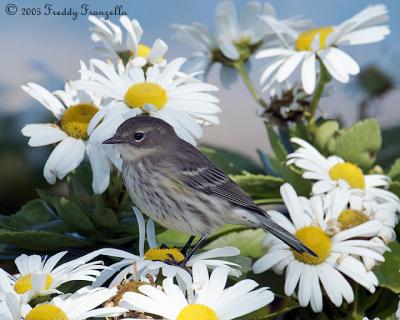 Yellow Rumped Warbler In The Daisys
