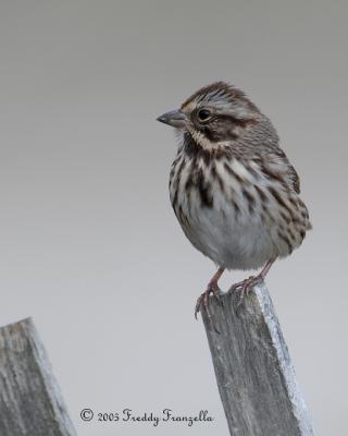 Savannah  Sparrow