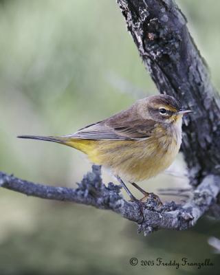 Palm Warbler