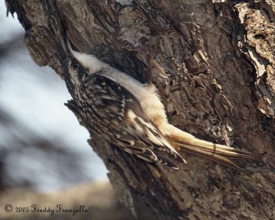 Brown Creeper