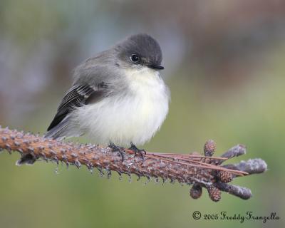 Eastern Phoebe Winter Plumage