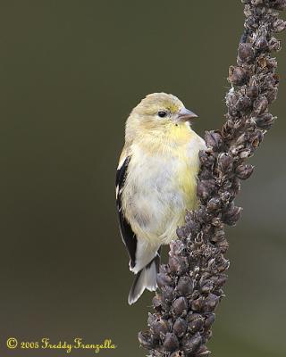 Goldfinch In Winter plumage