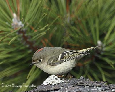 Ruby Crowned Kinglet