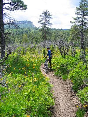 Junction Creek / Dry Fork Loop