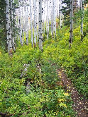 First Fork/Red Creek