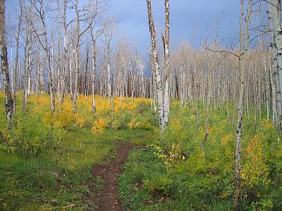 First Fork/Red Creek