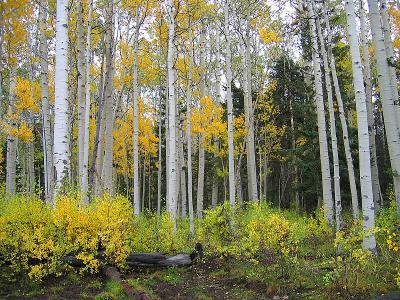 First Fork/Red Creek