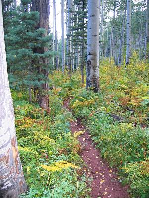 First Fork/Red Creek