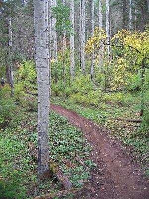 Jones Creek / Dutch Creek Ride