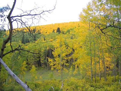 Jones Creek / Dutch Creek Ride