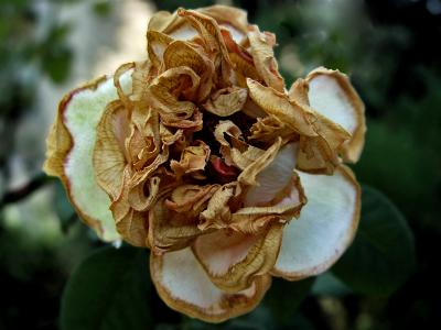 A rose's death - 10/08/2005