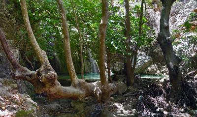 The tree