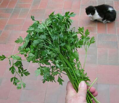 Italian Parsley.jpg