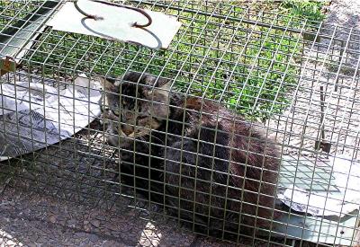 Tigger in the Cat Trap.JPG