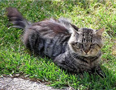 Tigger after his operation.JPG