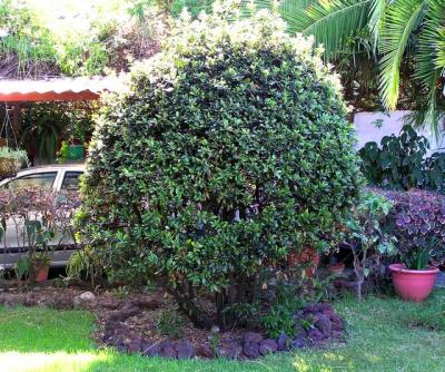 Our Bay Laurel Bush.jpg