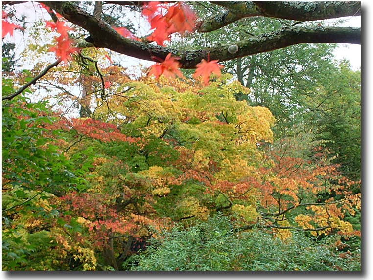 Westonbirt 044